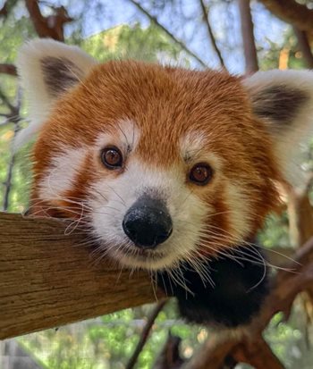 Red Panda