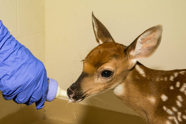 Rehabilitation animals deers