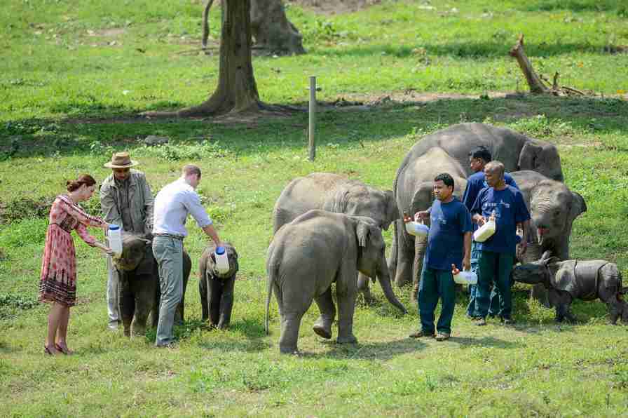 Rehabilitation animals elephants