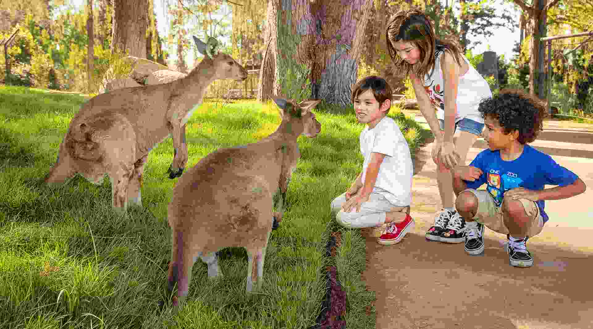 San Diego Zoo safari america