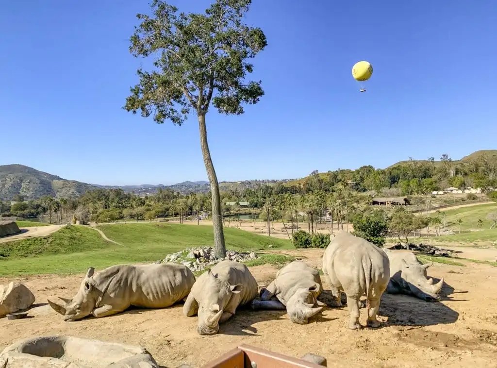 San Diego Zoo San Diego Zoo safari California