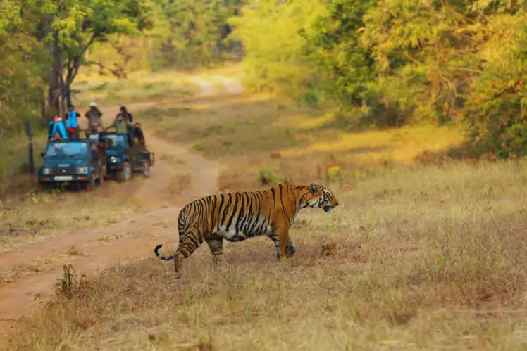 America Tiger Safari