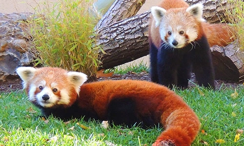 red panda