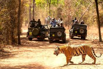 Tiger Safari in US