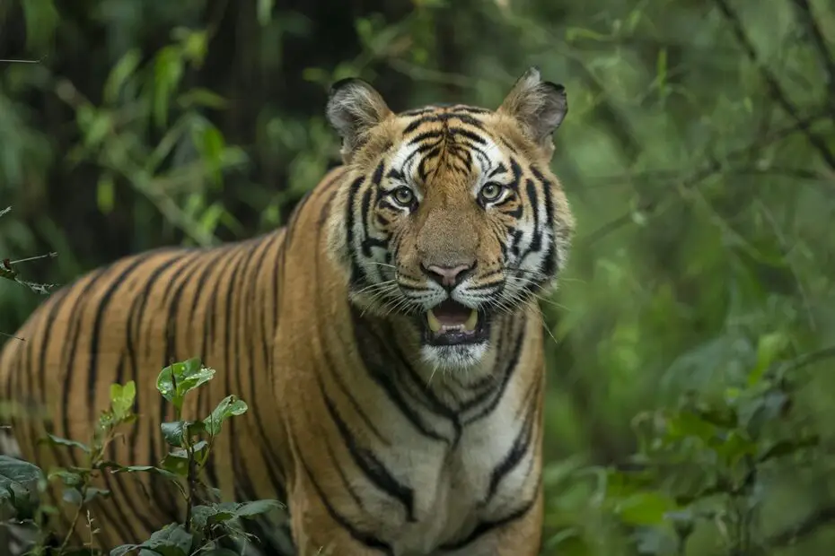 tiger safari