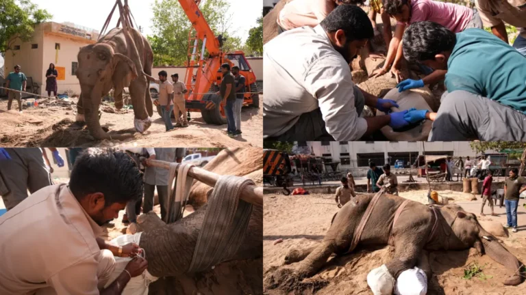 Wildlife Care at Vantara