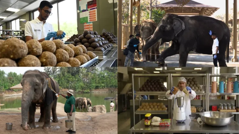 Vantara Jamnagar Vacancy