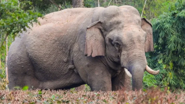 Vantara Rehabilitation