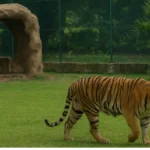 Wildlife rescue center in MP