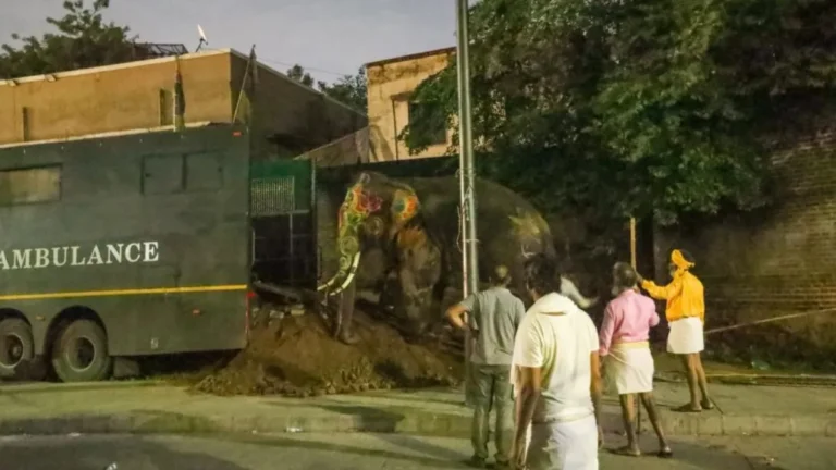 Vantara elephant rescue