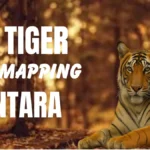 MP Tiger Gene Mapping Vantara