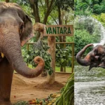 Elephant Madhuri