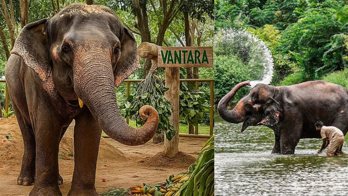Elephant Madhuri