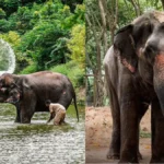 Vantara Elephant Mahadevi