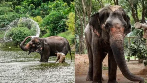 Vantara Elephant Mahadevi