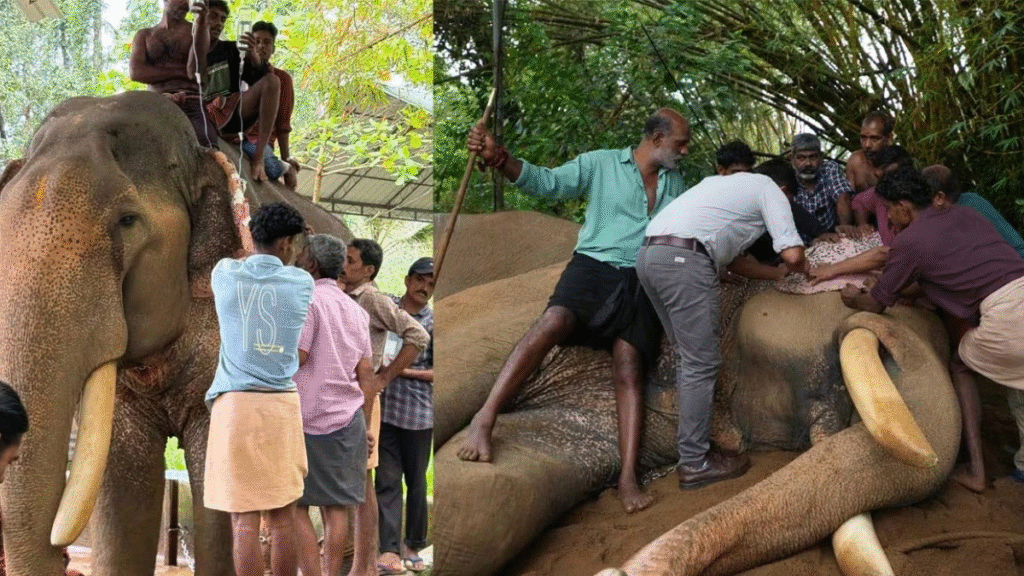 elephant named Puthuppally Sadhu 