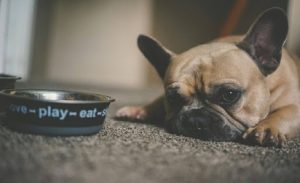 Pet’s Health